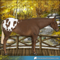 Horse Color:Chocolate Palomino Blanket 