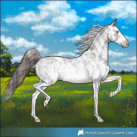 Horse Color:Bay Sabino Splash Appaloosa  and Bay Sabino Splash Frame Appaloosa 