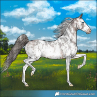 Horse Color:Bay Sabino Splash Appaloosa  and Bay Sabino Splash Frame Appaloosa 