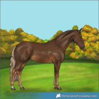 Horse Color:Chocolate Palomino 
