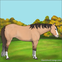 Horse Color:Bay Dun Splash 