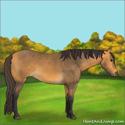 Horse Color:Buckskin 