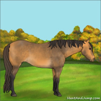 Horse Color:Buckskin 