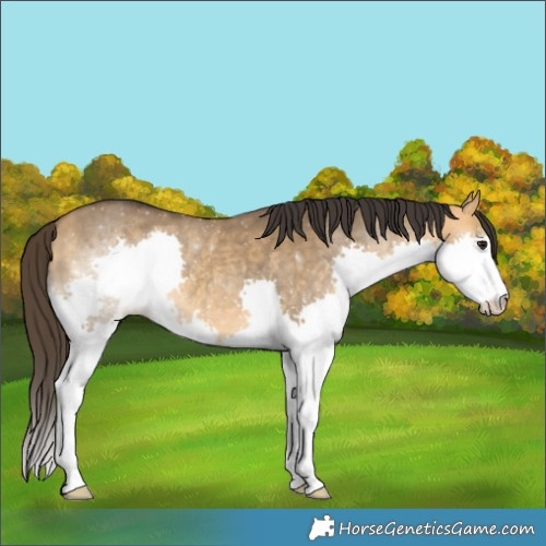 Horse Color:Buckskin Dun Splash