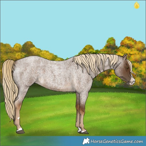Horse Color:Chocolate Palomino Roan Splash 
