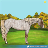 Horse Color:Chocolate Palomino Roan Splash 