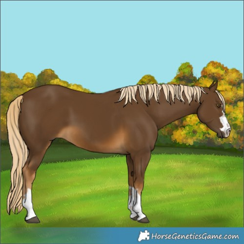 Horse Color:Chocolate Palomino 
