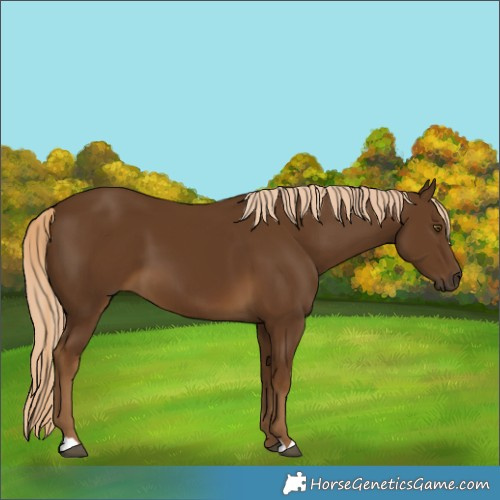 Horse Color:Chocolate Palomino 