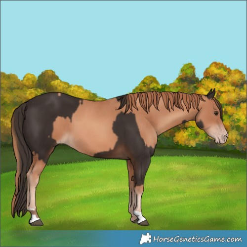 Horse Color:Liver Chestnut  and Gold Champagne 