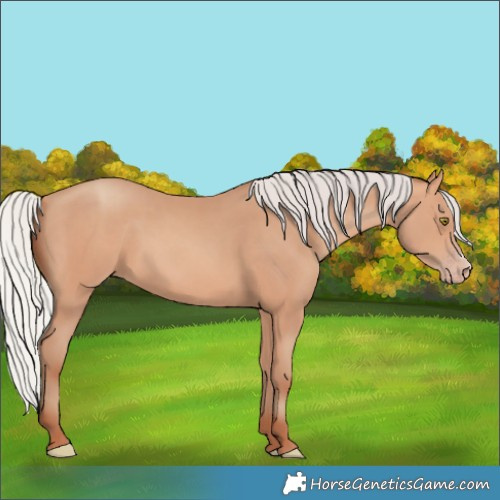Horse Color:Silver Amber Champagne Frame