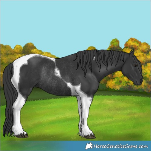 Horse Color:Black Tobiano Rabicano