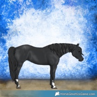 Horse Color:Black  and Black 