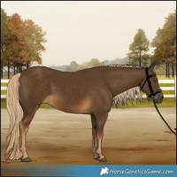 Horse Color:Chocolate Palomino 