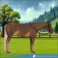 Horse Color:Chocolate Palomino 