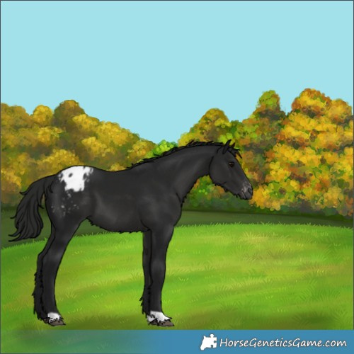 Horse Color:Gray Black Appaloosa 