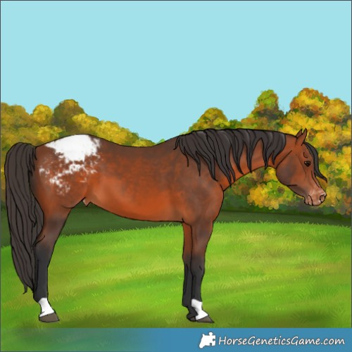 Horse Color:Bay Appaloosa 