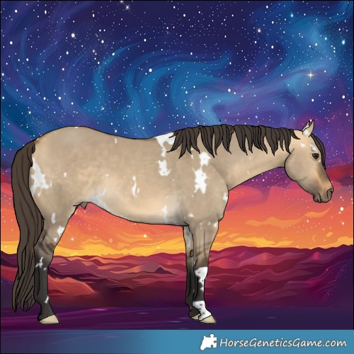Horse Color:White Spotted Buckskin Dun