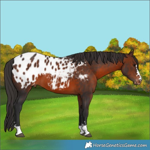 Horse Color:Brown Appaloosa 