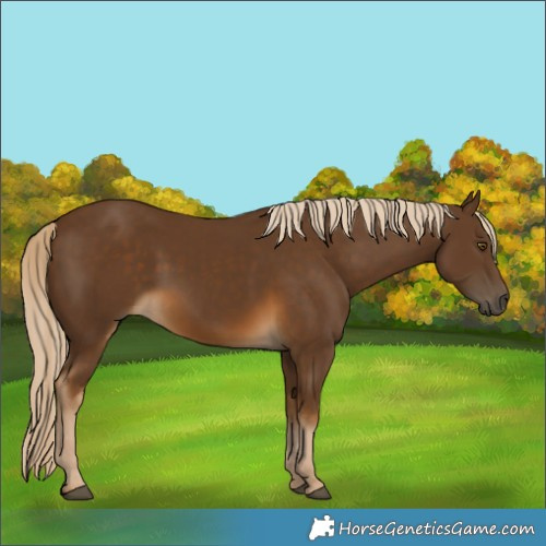 Horse Color:Chocolate Palomino 