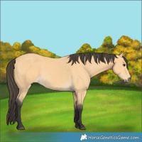 Horse Color:Buckskin 