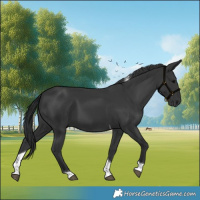 Horse Color:Black Tobiano Rabicano 
