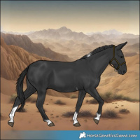 Horse Color:Black Tobiano Rabicano 