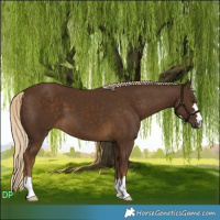 Horse Color:Chocolate Palomino 