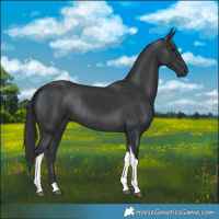 Horse Color:Black Tobiano Rabicano 