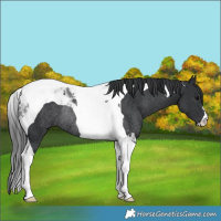 Horse Color:Black Tobiano Rabicano 