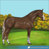 Horse Color:Chocolate Palomino 