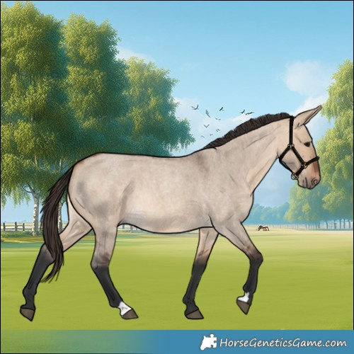 Horse Color:Bay Roan Dun 