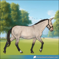Horse Color:Bay Roan Dun 