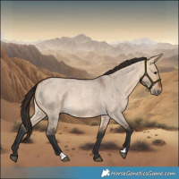 Horse Color:Bay Roan Dun 