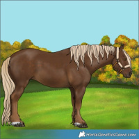 Horse Color:Chocolate Palomino 