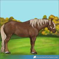 Horse Color:Chocolate Palomino 