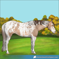 Horse Color:Amber Champagne Sabino Tobiano Appaloosa  and Amber Champagne Sabino Tobiano Appaloosa 
