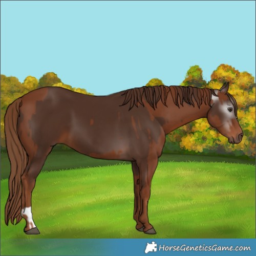 Horse Color:Chestnut and Gray Chestnut