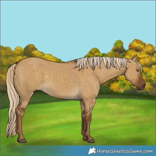 Horse Color:Chocolate Palomino Dun 