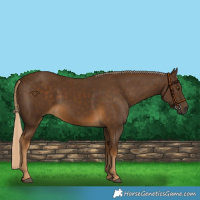 Horse Color:Chocolate Palomino