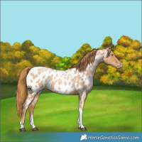Horse Color:Red Roan Pearl Tobiano Frame Appaloosa 