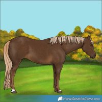 Horse Color:Chocolate Palomino