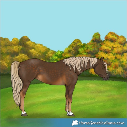 Horse Color:Chocolate Palomino 