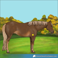 Horse Color:Chocolate Palomino 