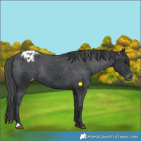 Horse Color:Black Appaloosa Rabicano 