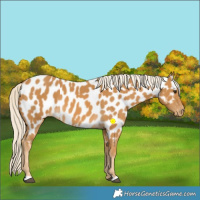 Horse Color:Palomino Appaloosa 
