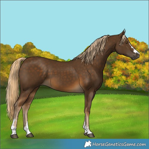 Horse Color:Chocolate Palomino 