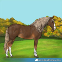Horse Color:Chocolate Palomino 