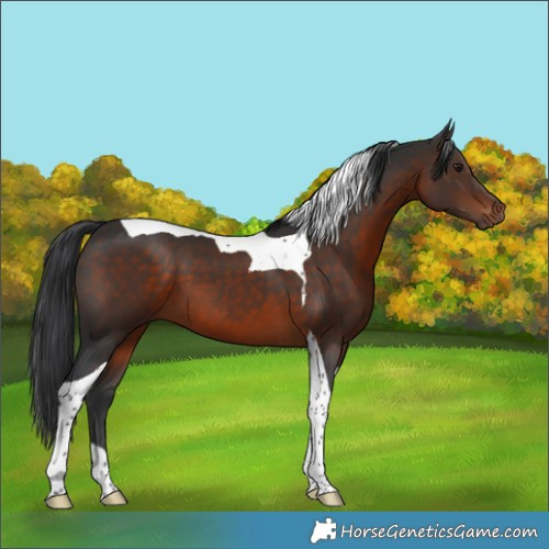 Horse Color:Brown Tobiano 