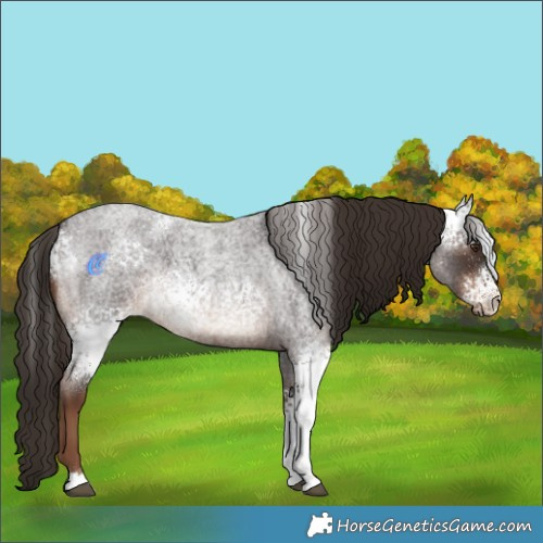 Horse Color:White Spotted Liver Red Roan 