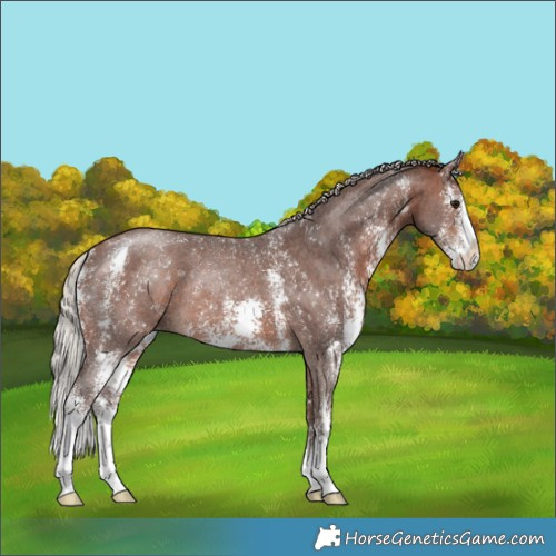 Horse Color:Silver Brown Sabino Rabicano 